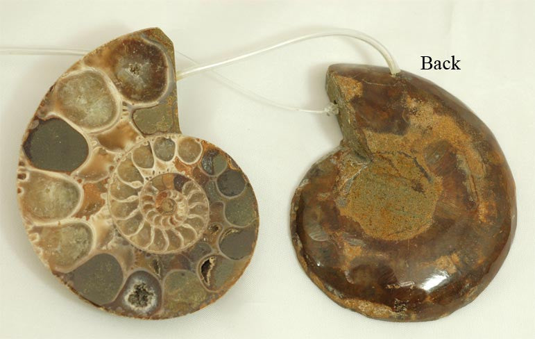 Ammonite Fossils