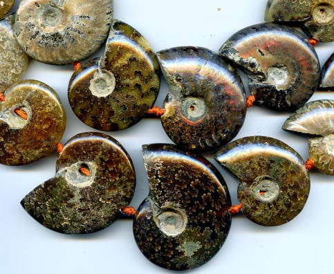 Ammonite Fossil Beads BME6636