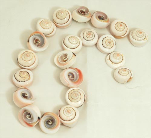 Pink Button Shell Beads BCHP107
